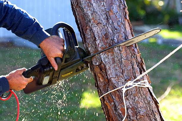 Reliable West Wareham, MA Tree Services Solutions